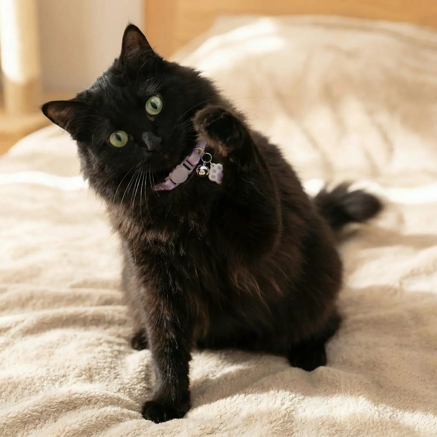 Gato levantando a pata usando uma coleira para gatos 