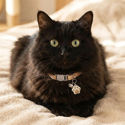 Gato preto usando coleira areia para gatos em um cama fofa