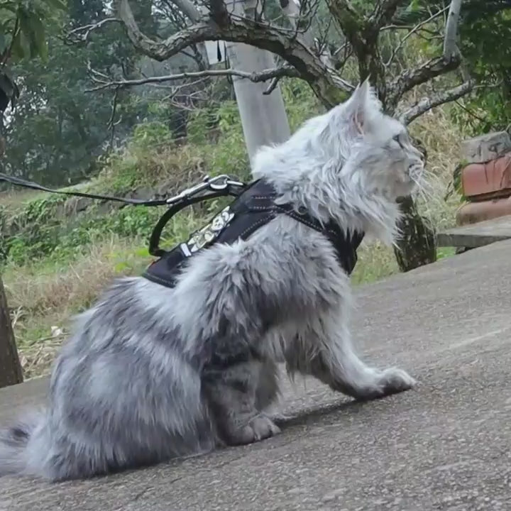 Gato usando peitoral para gatos durante passeio