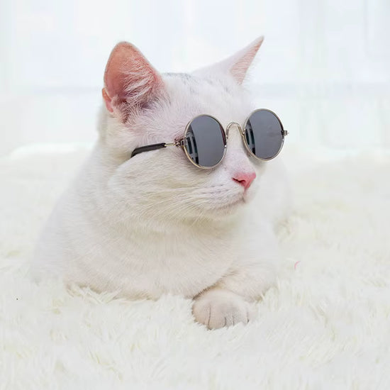 Vídeo sobre o óculos para gatos 