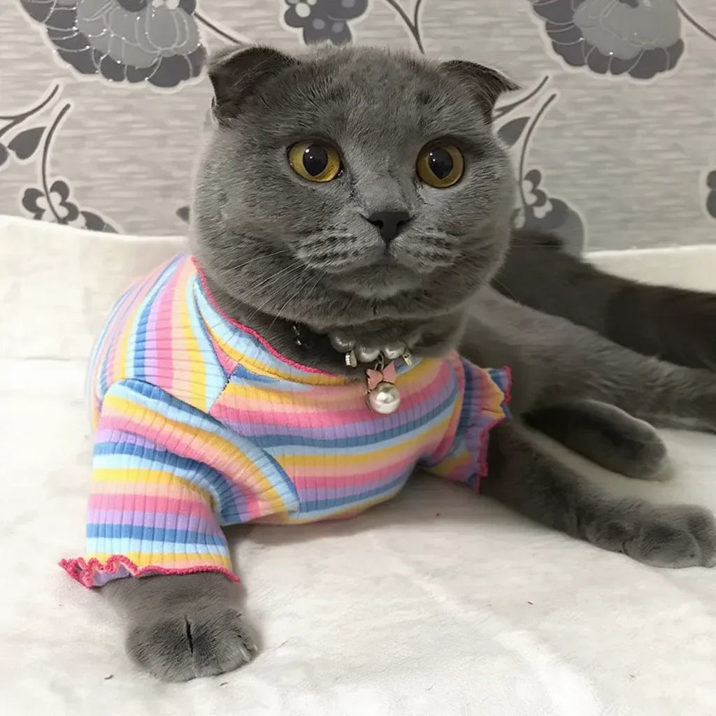 Gato usando roupinha macia