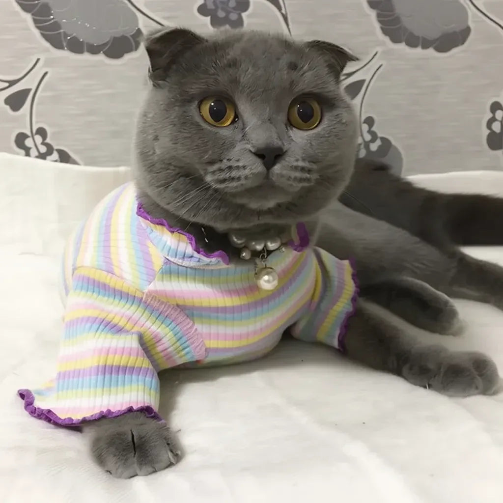 Gato usando roupinha macia