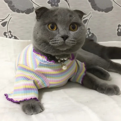 Gato usando roupinha macia